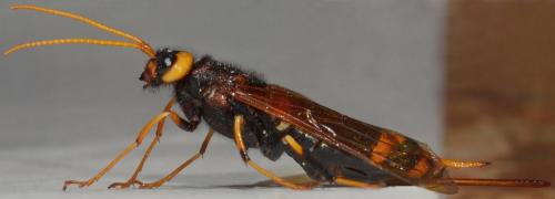 Réf. 190 812 : Urocerus augur